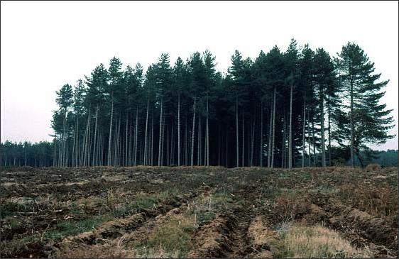 Rendlesham Matrix forestedge