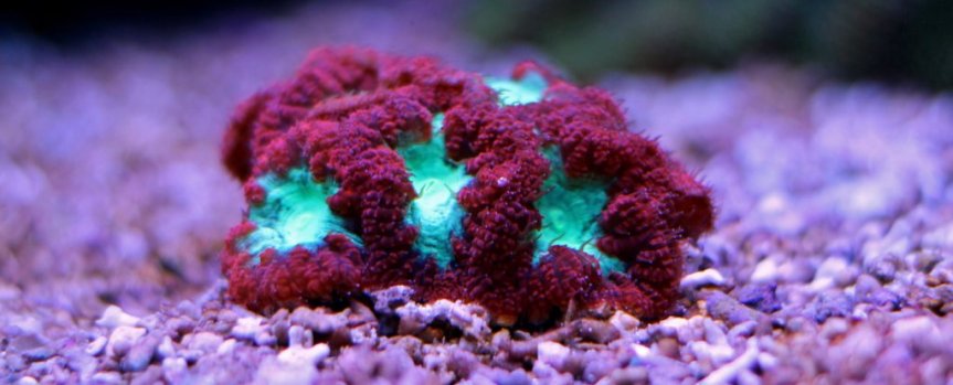 The Psychrophiles Ocean blastomussa-coral-fluorescent-vojce-shutterstock_1024