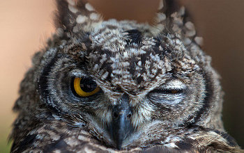Photos Extra Owl Winking Owl_logo350